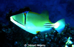 Arabian Picassofish-Redsea-Egypt by Yakout Hegazy 